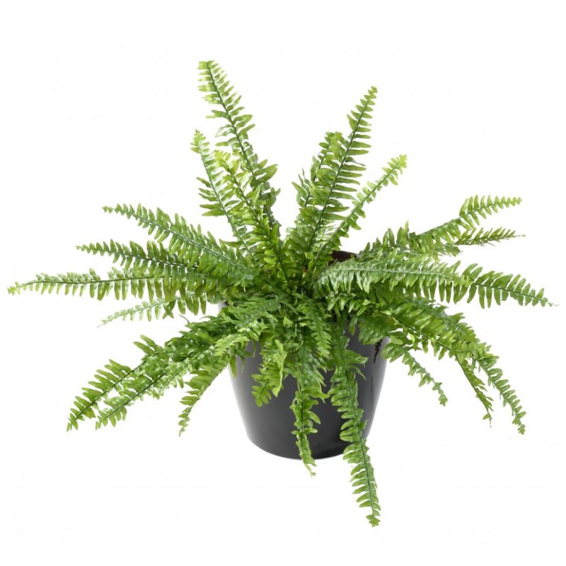 Fougère Boston artificielle