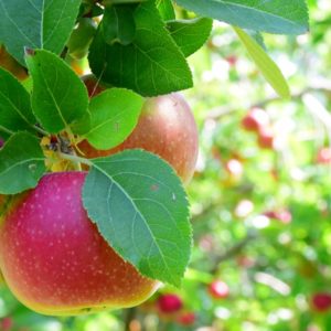 Les fruitiers et arbustes à baies