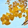 Arbre aux quarante écus - Ginkgo- Production BIO – Image 3