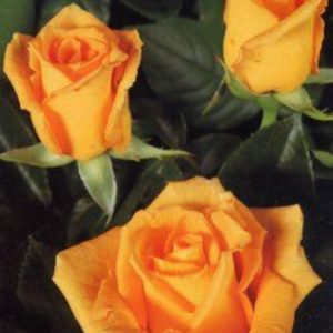 Rosier Golden Monica