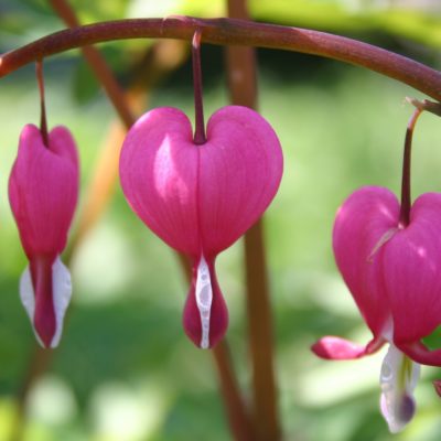 Coeur de Marie rose - Dicentra