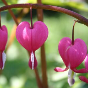 Coeur de Marie rose - Dicentra