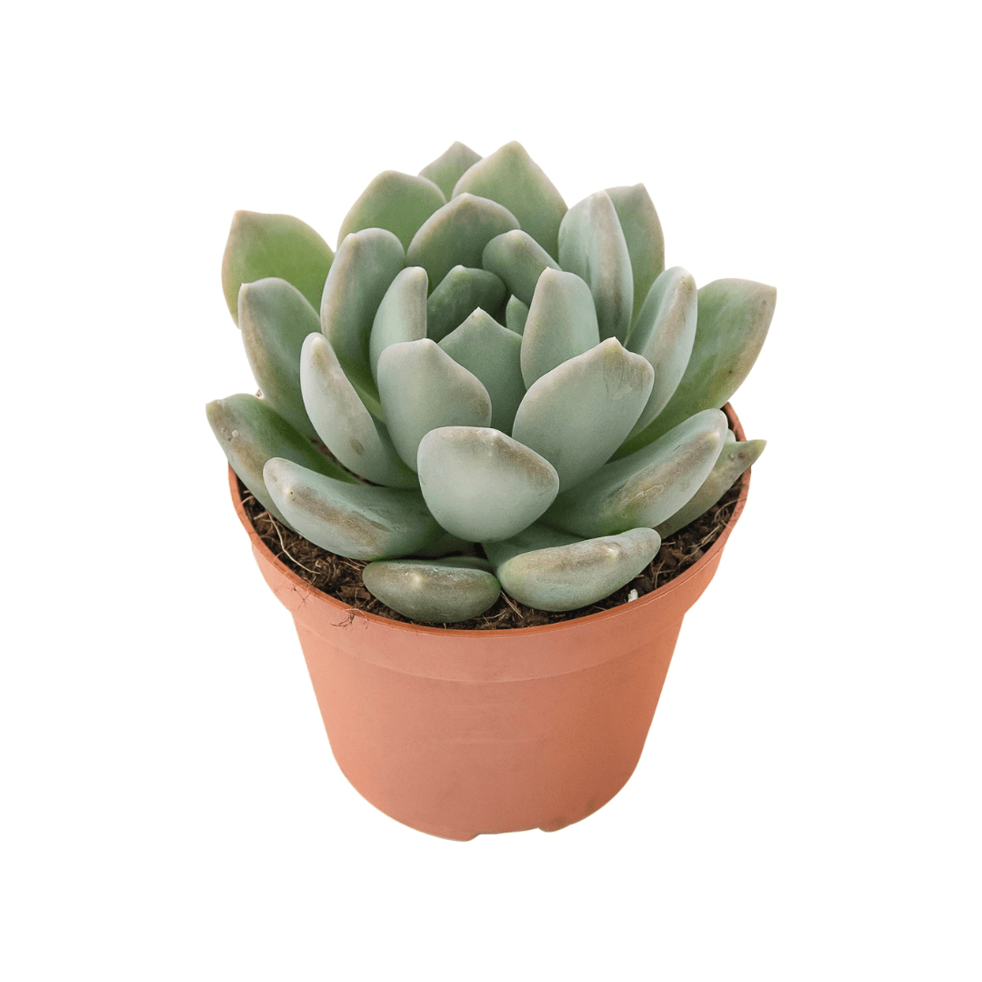 Mini Echevéria