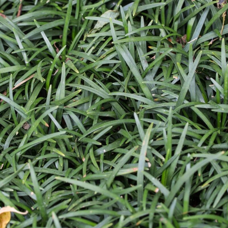 Barbe de serpent 'Minor' - Ophiopogon