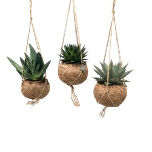 Kokodama Aloe Mix 6 pièces