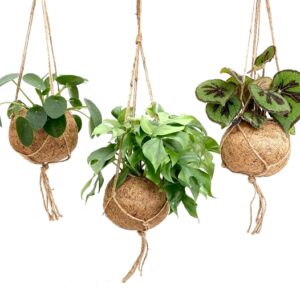 Kokodama Dreammix 3 plantes