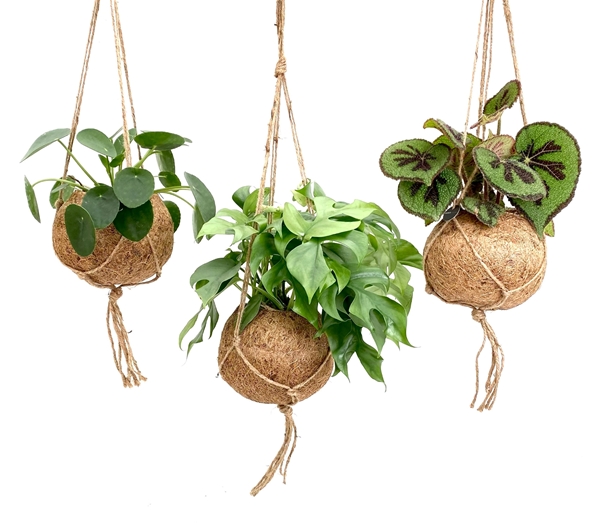 Kokodama Dreammix 3 plantes