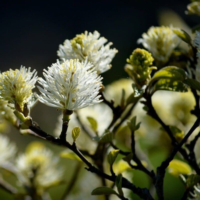 Fothergilla major