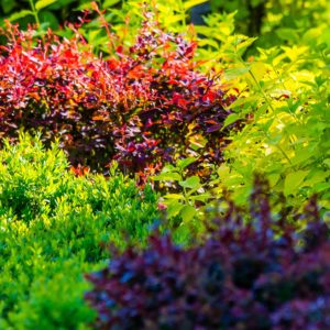 Les plantes pour haie