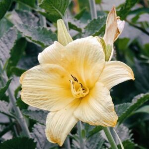 Hémérocalle blanc-crème BIO