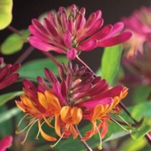 Chèvrefeuille grimpant 'Goldflame' - Lonicera