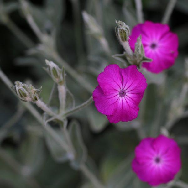 Coquelourde des jardins- Lychnis