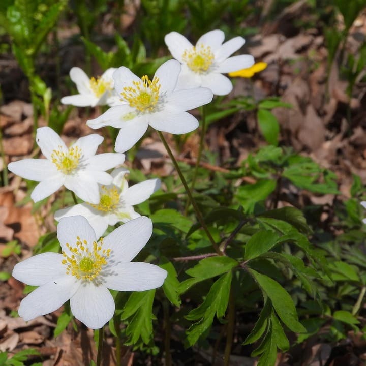 Anémone des bois- anemone nemorosa