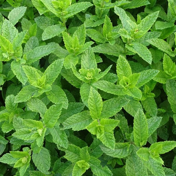 Menthe verte Marocaine