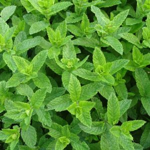 Menthe verte Marocaine