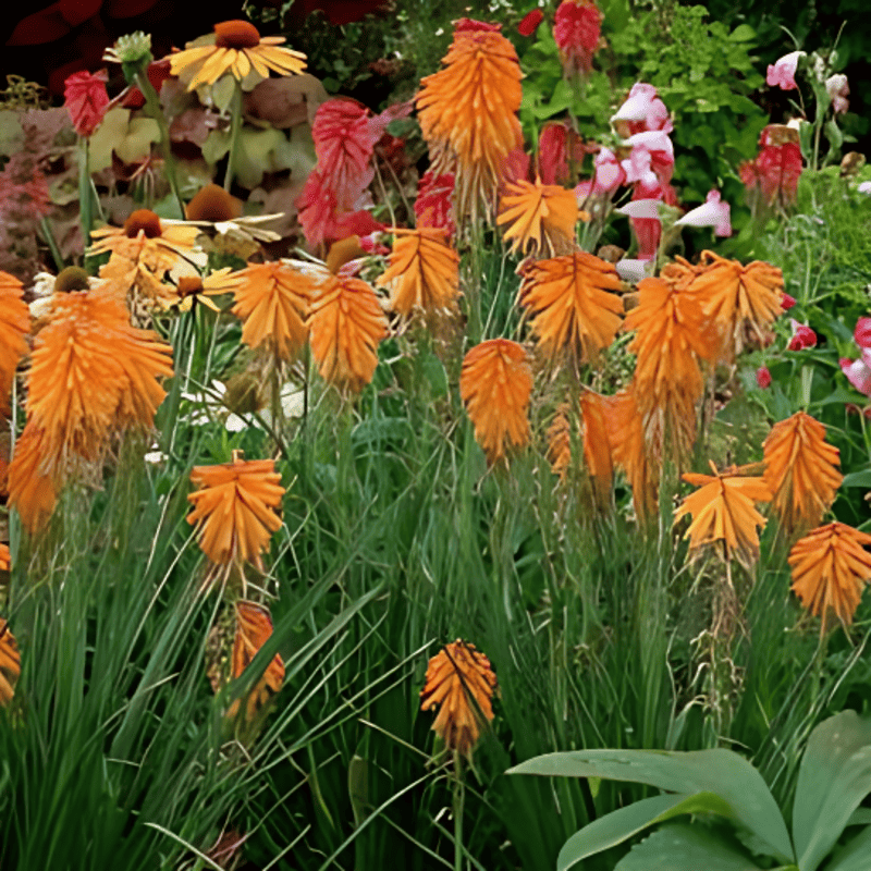 Tritome 'Orange' - Kniphofia