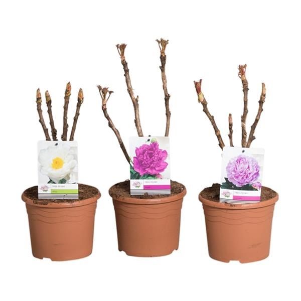 Pivoine arborescente en différents coloris