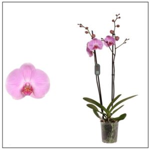 Orchidée Phalaenopsis Cleveland