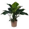 Philodendron Imperial Green