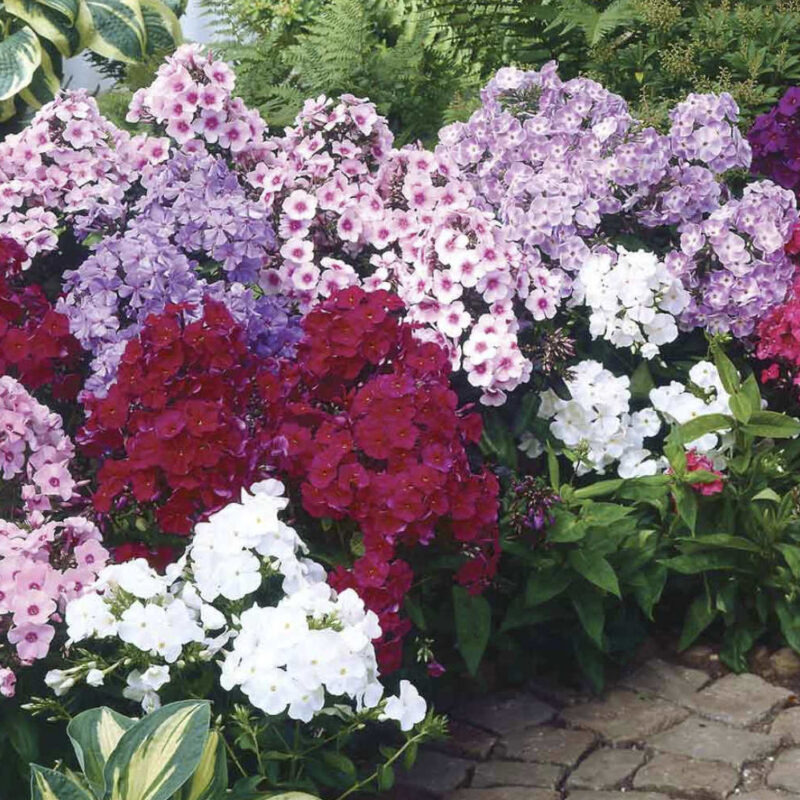 Phlox paniculé en différents coloris