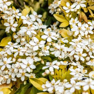 Oranger du Mexique - Choisya" Sundance"