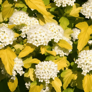 Physocarpe à feuilles d'obier 'Angel Gold' - Physocarpus