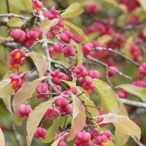 Les plantes indigènes