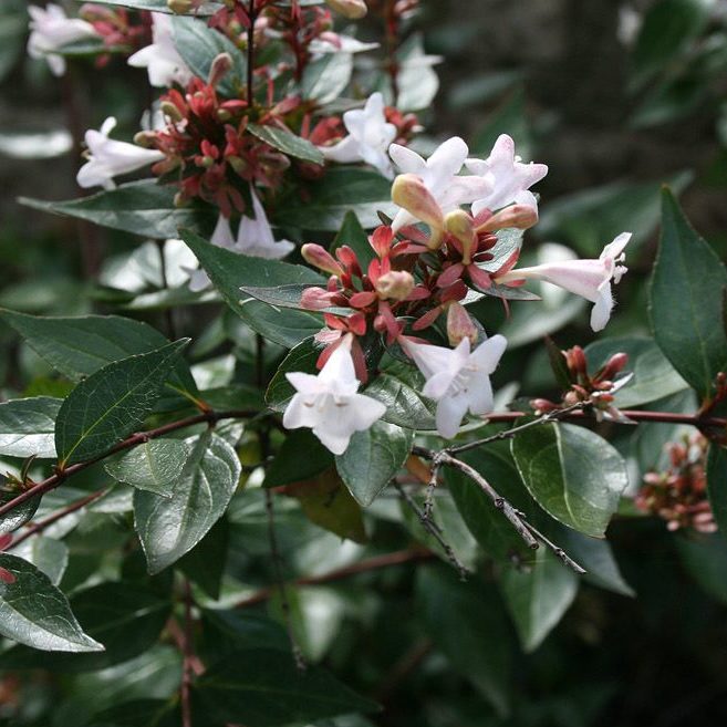 Abélie à grandes fleurs - Abelia- Bio Le Bourgeon