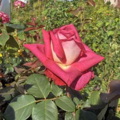 Rosier Acapella