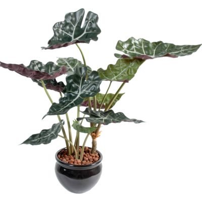 Alocasia artificiel