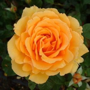 Rosier Amber Queen