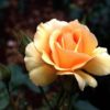 Rosier Amber Queen – Image 2
