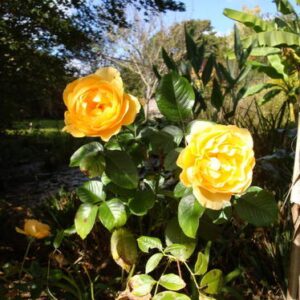 Rosier Amber Queen – Image 3
