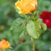 Rosier Amber Queen – Image 4