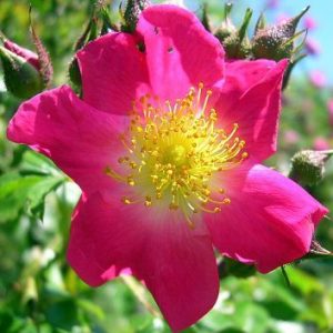Rosier American Pillar
