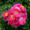 Rosier American Pillar – Image 2