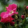 Rosier American Pillar – Image 3
