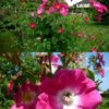 Rosier American Pillar – Image 4