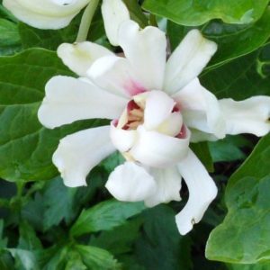 Arbre aux anémones 'Venus' - Calycanthus- Bio Le Bourgeon