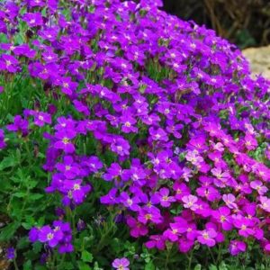Aubriètes bleu-violet - Aubrietia