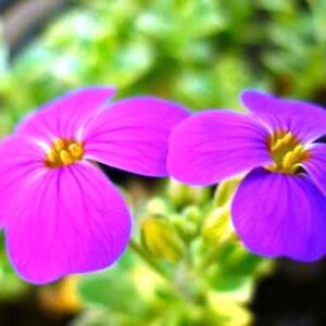 Aubriètes roses  - Aubrietia