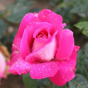 Rosier Baronne E. de Rothshild
