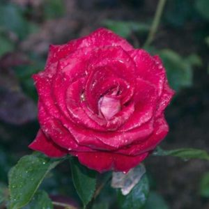 Rosier Bicolette