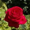 Rosier Bicolette – Image 2