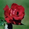 Rosier Bicolette – Image 3
