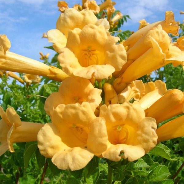 Bignone jaune- Campsis