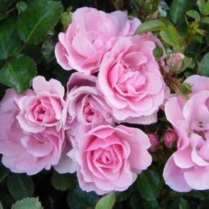 Rosier Bonica