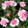 Rosier Bonica – Image 3