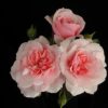 Rosier Bonica – Image 4