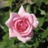 Rosier Bonica – Image 5